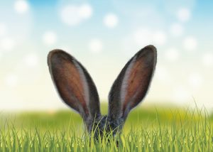 Rabbit ears peeking up from grass