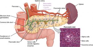 diagram of the pancreas
