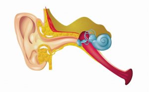 age-related hearing loss occurs in the inner ear